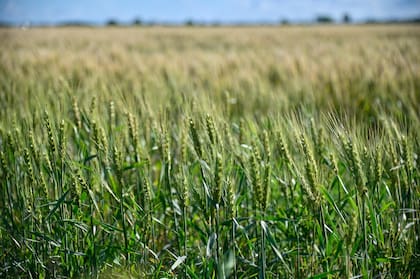 Según diferentes estimaciones, se proyecta un área de siembra de 6,5 millones de hectáreas de trigo, un aumento del 3% versus campaña 24/25, y 1,3 millones de hectáreas de cebada