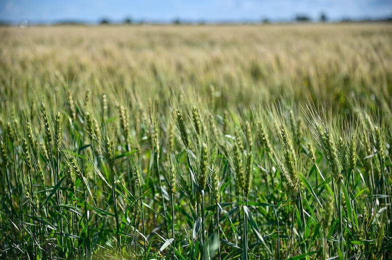 Estrategia clave para cereales: cómo controlar malezas en trigo y cebada con nueva tecnología