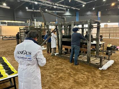 Según dijeron los organizadores, la exposición contará con la presencia de reproductores de las principales cabañas de la región