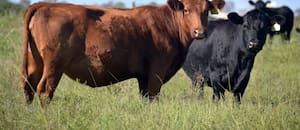 Renovaron una plataforma que da transparencia a la faena de hacienda