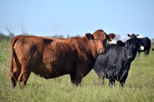 Renovaron una plataforma que da transparencia a la faena de hacienda