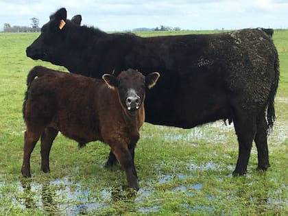 Según dijeron, “nuevamente, el uso de esta biotecnología se refleja en la calidad y cantidad del producto final, leche y carne, tan reconocidos en el mundo entero; todo esto, además, en un marco de mayor rentabilidad para los productores. Un círculo perfecto, por donde se lo mire”