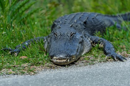 Según el Código de Florida ninguna persona alimentará ningún caimán americano salvaje