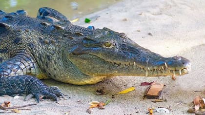 Según el color del cocodrilo, el significado puede variar