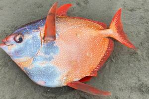 Según el diario Washington Post, el pez encontrado en Oregón la semana pasada estará congelado hasta finales de año