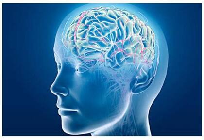 Según el estudio, lo primero que se pierde es el hambre y luego la sed