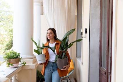 Según el Feng Shui, ciertas plantas en la entrada del hogar pueden atraer prosperidad y buena energía (imagen ilustrativa)