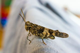 Por qué es bueno que aparezca un grillo en casa