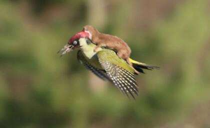 Según el fotógrafo, la comadreja se lanzó contra el pájaro carpintero que comenzó a volar con el atacante sobre sus alas
