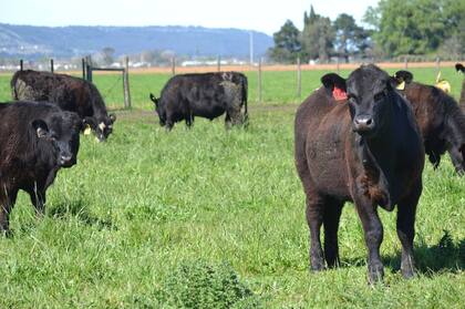 Según el informe, se necesitan menos kilos de novillo para comprar un kilo de ternero