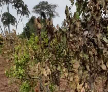 Según el INTA, en Misiones, la cantidad de precipitaciones en diciembre pasado fue la menor en 55 años
