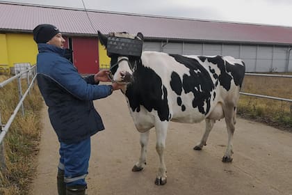 Según el Ministerio de Agricultura de Moscú, la primera prueba registró mejoras en el bienestar de los animales y planean una segunda etapa para evaluar su impacto en la producción láctea