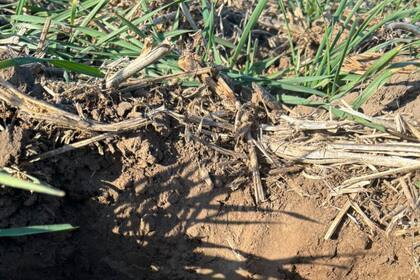 Según el ORA: “Hacia la región oeste y norte la falta de agua se nota de manera más marcada observándose que el crecimiento del cultivo está detenido o es muy lento siendo necesaria la ocurrencia de lluvias de unos 20-30 mm”