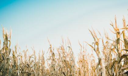 Según el productor Marcelo Arriola, “el maíz tardío nos obliga a salir de la anualización a la hora de pensar el sistema de producción”