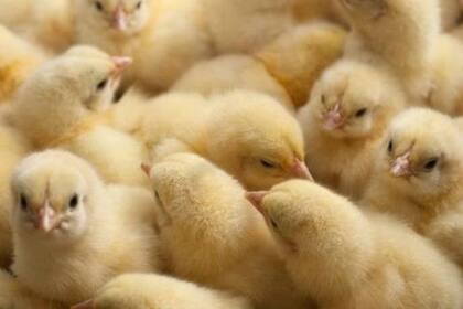 Según Embrapa, en Brasil se descartan alrededor de 6 millones de pollitos por mes