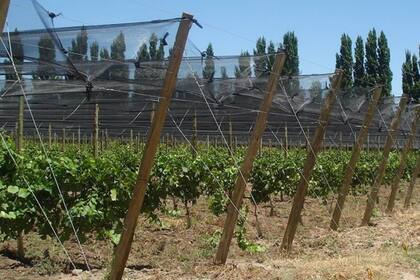 Según estimaciones del sector, solo el 15% de los cultivos cuenta con malla antigranizo que cuesta alrededor de US$18.000 por hectárea