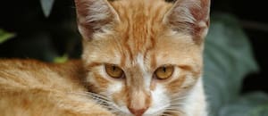 Por qué los gatos naranjas son los más traviesos
