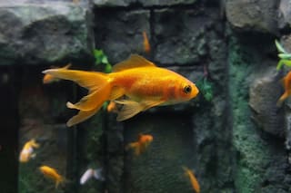 Los peces dorados son perjudiciales para los ecosistemas