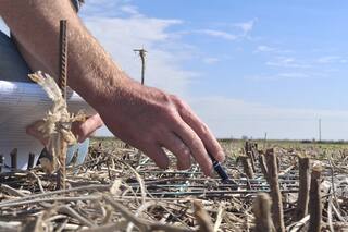 El yuyo colorado apareció antes de lo previsto