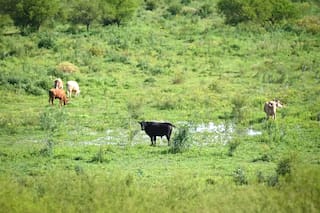 Reclaman el levantamiento urgente de una cautelar que impide la ganadería en las islas