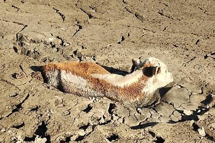 Según explicaron, la situación es la más grave que han visto en más de 100 años