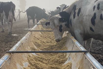 Según explicó, la producción combinada de leche y granos permite amortiguar los vaivenes de precios entre ambos productos