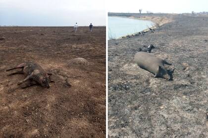 Según explicó, tuvieron poco margen antes de que el fuego devorara el campo