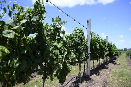 Según indicaron, la cámaras empresarias alertaron sobre el impacto negativo que esto traerá a la vitivinicultura argentina, dijeron