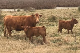 Ganadería: se viene una jornada a campo en San Luis