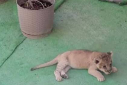Según informó un activista por los animales qatarí, no se infrecuente la presencia de leones en residencias de propietarios de viviendas en Doha
