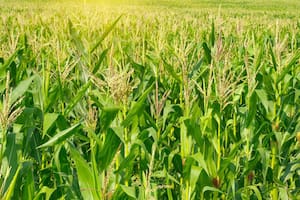 ¿Por qué se cosecha la mitad del maíz y de la soja que podría producirse?