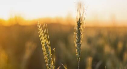 Según Koorn, fue clave el clima que prevaleció en noviembre y diciembre. Sembró el 10 de junio y cosechó el 26 de diciembre