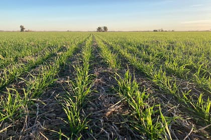 Según la Bolsa de Comercio de Rosario, en la Argentina se sembrarán con trigo 6,9 millones de hectáreas