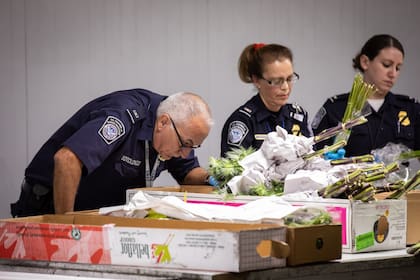 Según la CBP, artículos agropecuarios sin declarar pueden portar plagas que amenacen cultivos y provocar pérdidas millonarias