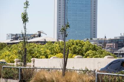 Según la Comuna 1, al estrés habitual de la plantación se sumó la evapotranspiración con el consiguiente incremento en las necesidades hídricas