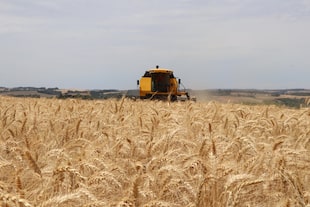 Según la Conab, la cosecha 2022/2023 dejó un récord de 10,55 millones de toneladas de trigo