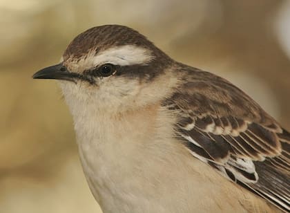 Según la creencia popular, el canto de la Calandria puede anunciar la llegada de un visitante inesperado, cambio de clima o buen augurio en el matrimonio