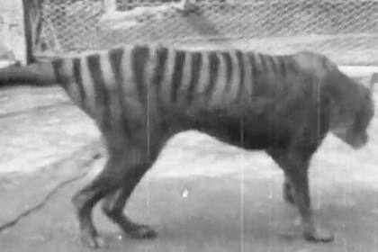 Según la descripción, el animal fue bautizado como Benjamín y tras su muerte en 1936 se consideró la extinción de la raza