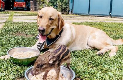 Según la dueña, uno de sus perros se convirtió en un padre para el jabalí