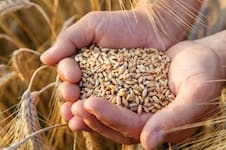 Derrumbe: la siembra de trigo en Córdoba caerá al menor nivel en once años