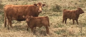 Las tecnologías que marcan un impacto en fertilidad y productividad
