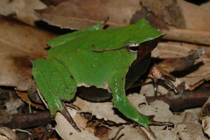 Según la investigación, las poblaciones de especies de agua dulce son las que sufrieron el mayor declive