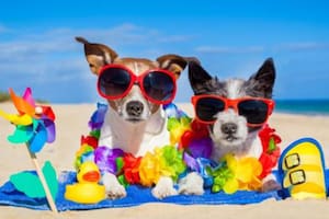 Por qué las mascotas se estresan cuando viajan y cuáles son los dos tips para decidir si conviene llevarlos de vacaciones