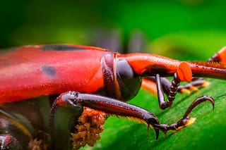 Declararon la emergencia fitosanitaria por el picudo rojo de las palmeras