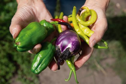 Según la nutricionista Rocío Hernández, (MP 904, MN 9648),se estima que los argentinos consumen 190 kilos de ultraprocesados por año, por persona versus 800 gramos de legumbres
