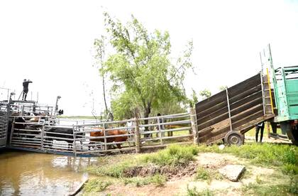 Según la ordenanza del municipio, hasta las 100 cabezas se abona dos kilos; de 101 a 400, tres kilos, y más de 400 animales, se paga cuatro kilos, todo con el valor del índice de novillo (de la categoría 431/460 kilos) del Mercado Agroganadero (MAG)