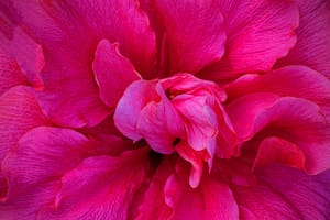 Según la Organización Mundial de la Salud (OMS), cerca del 75% de la población mundial depende casi exclusivamente del uso de las plantas para el cuidado de la salud