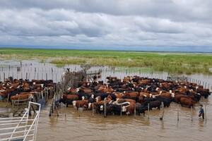 Hay más de 5 millones de vacas en riesgo y la situación es “dramática”