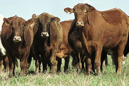 Según la Rural, se registran fuertes variaciones de precios para la vacuna