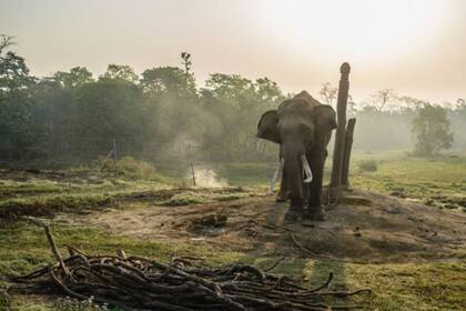Según la versión oficial, el hombre fue aplastado por un elefante antes de ser comido por los leones